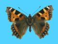 Aglias urticae ab. cuneatiguttata 9-1-1942 Coulsdon, UK (Internet Image property of respective owner, non-commercial use only)